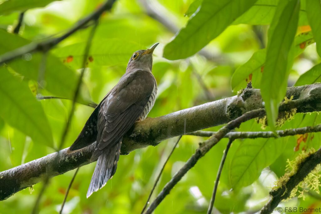 Indian Cuckoo - Thailand - Krung Ching - 2024