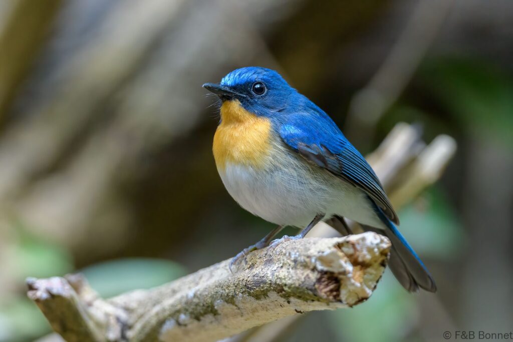 Indochinese Blue Flycatcher ♂ - Thailand - Kaeng Krachan - 2023
