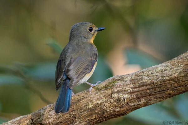 Indochinese Blue Flycatcher ♀ - Vietnam - Cat Tien - 2026
