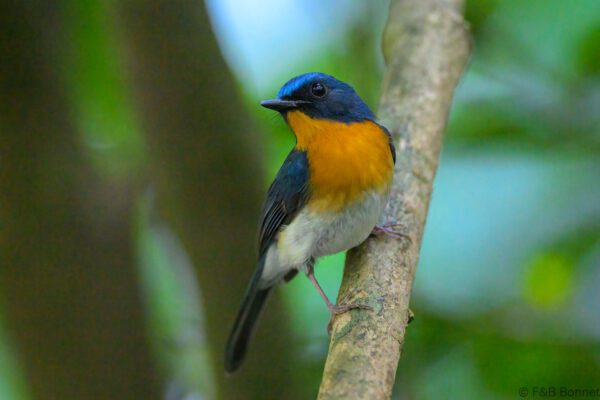 Indochinese Blue Flycatcher ♂ - Vietnam - Cat Tien - 2026