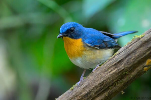 Indochinese Blue Flycatcher ♂ - Vietnam - Cat Tien - 2026