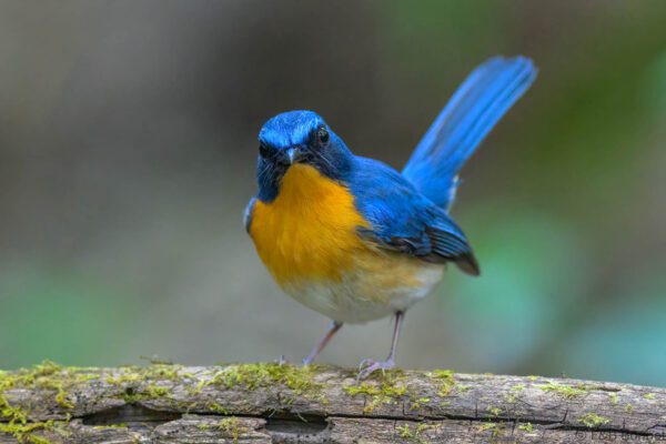 Indochinese Blue Flycatcher ♂ - Vietnam - Cat Tien - 2026