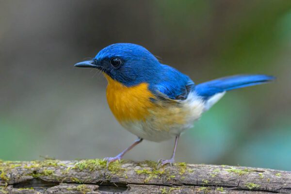 Indochinese Blue Flycatcher ♂ - Vietnam - Cat Tien - 2026
