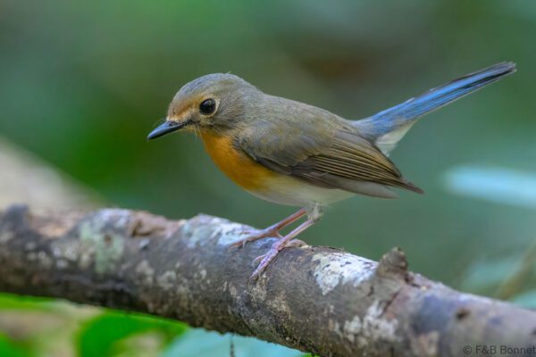 Indochinese Blue Flycatcher ♀ - Vietnam - Cat Tien - 2026