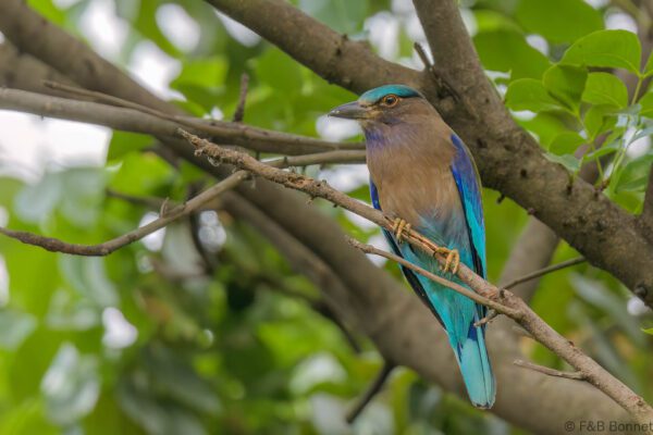 Indochinese Roller - Thailand - Bangkok - 2023