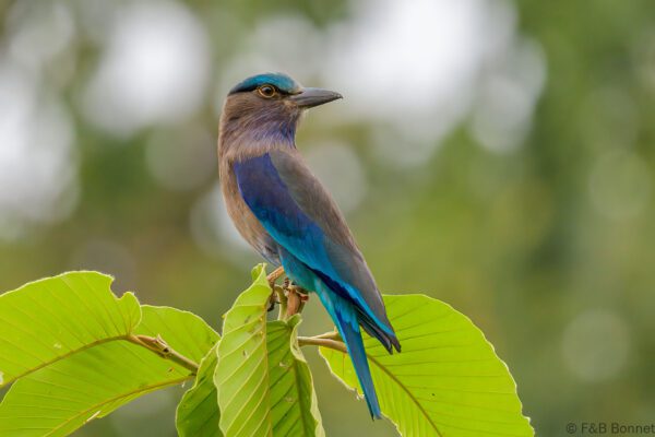 Indochinese Roller - Thailand - Bangkok - 2023