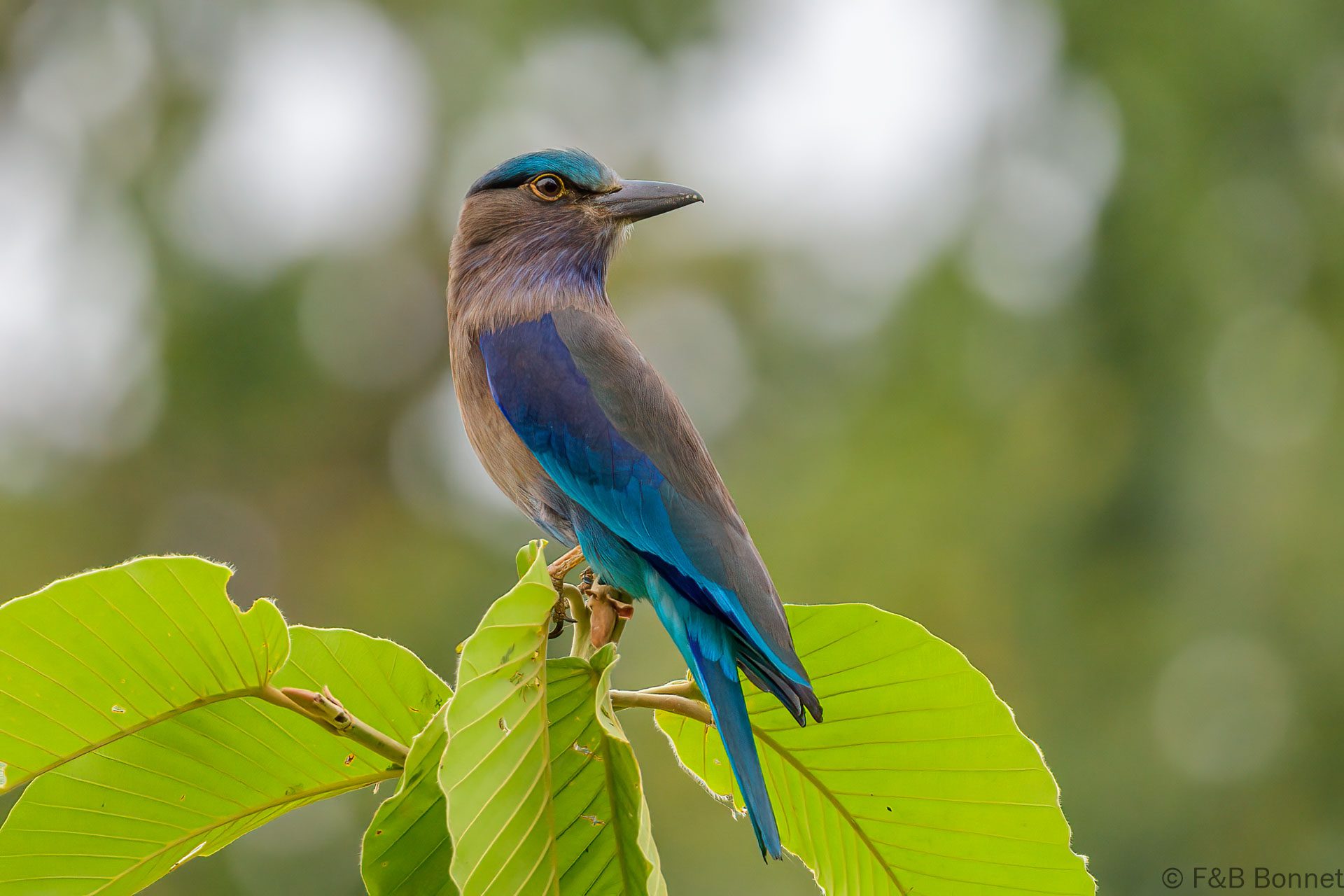 Indochinese Roller - Thailand - Bangkok - 2023