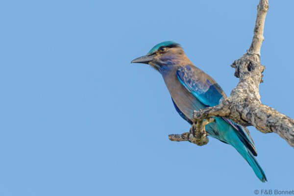 Indochinese Roller - Thailand - Pak Nam Prasae - 2023