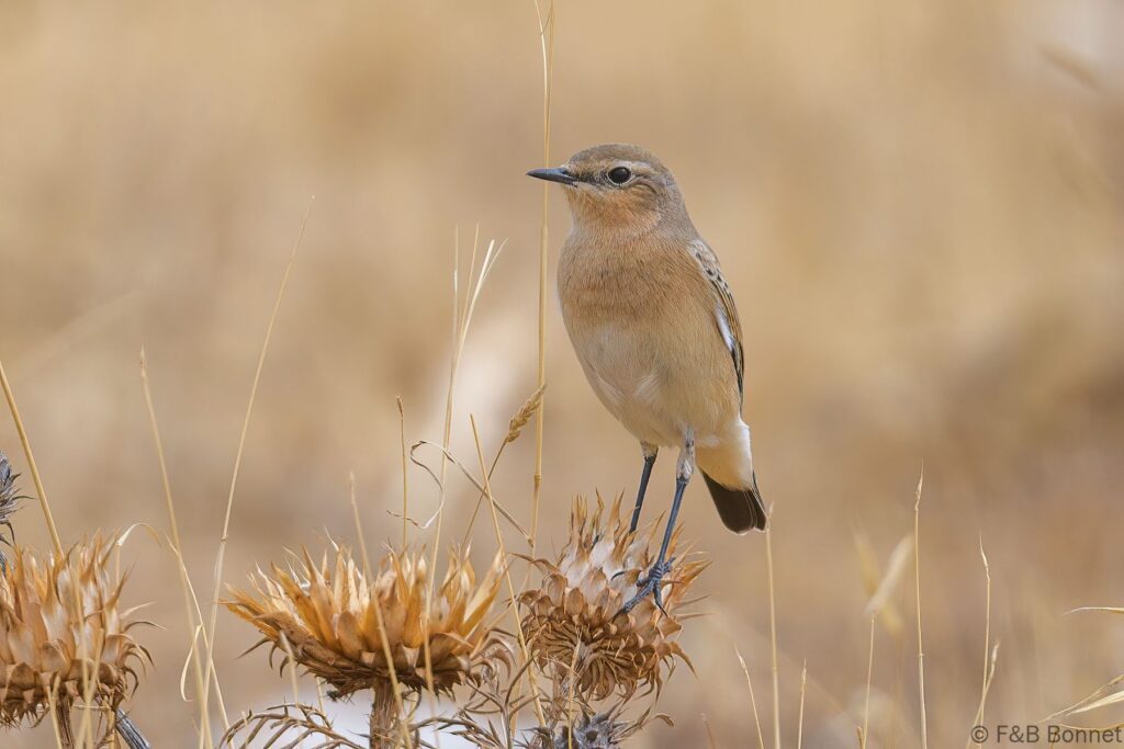 Collalba isabel - España - Andalucía - 2022