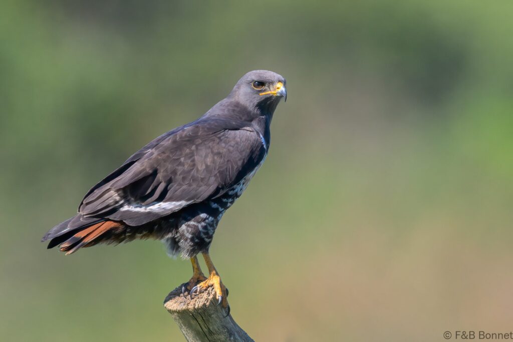 Jackal Buzzard - South Africa - Cape Town - 2024