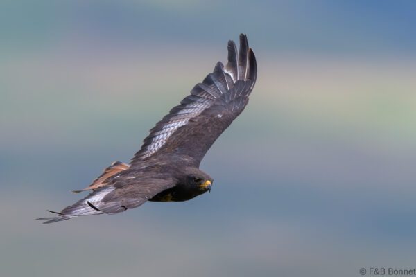 Jackal Buzzard - South Africa - Giants Castle - 2026