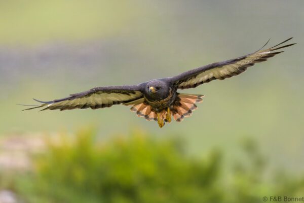 Jackal Buzzard - South Africa - Giants Castle - 2026
