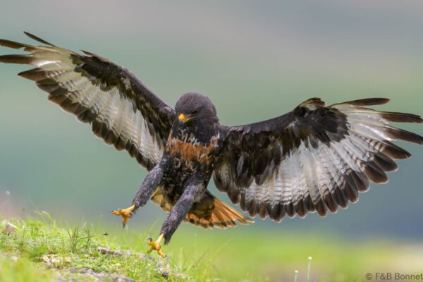 Jackal Buzzard - South Africa - Giants Castle - 2026