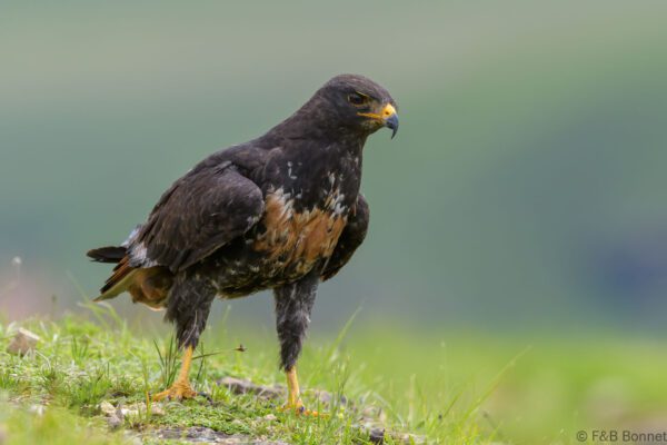 Jackal Buzzard - South Africa - Giants Castle - 2026