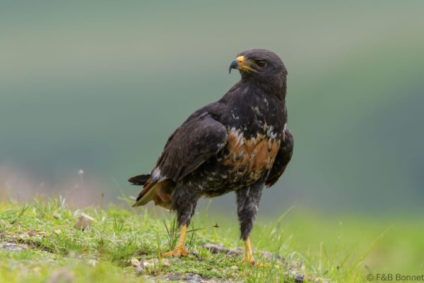 Jackal Buzzard - South Africa - Giants Castle - 2026