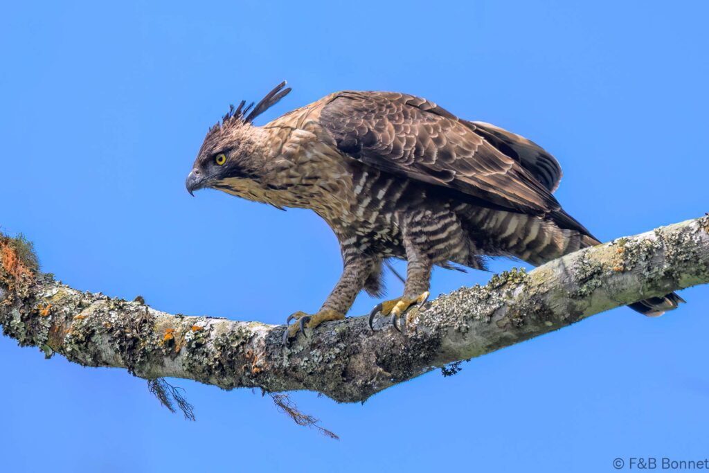 Javan Hawk-Eagle - Indonesia - East Java - 2025
