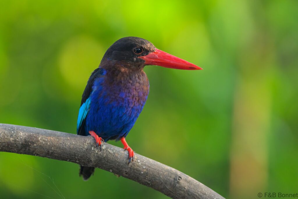 Javan Kingfisher - Indonesia - East Java - 2025