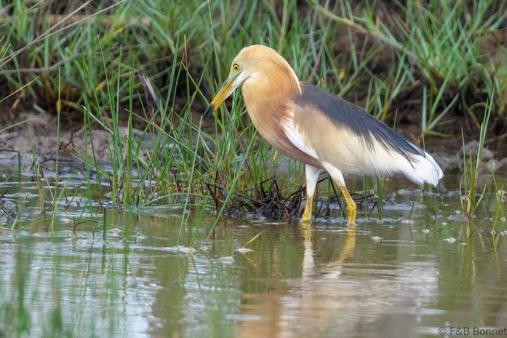 Javan Pond Heron - Thailand - Krabi - 2023