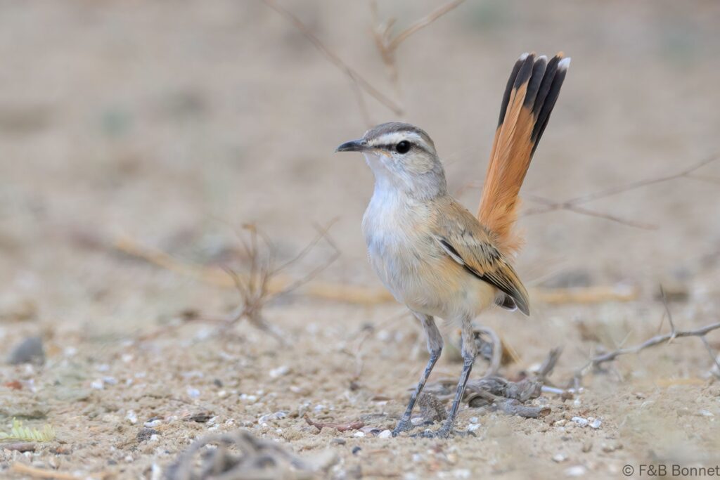 Kalahari Scrub Robin - South Africa - Kgalagadi NP - 2024