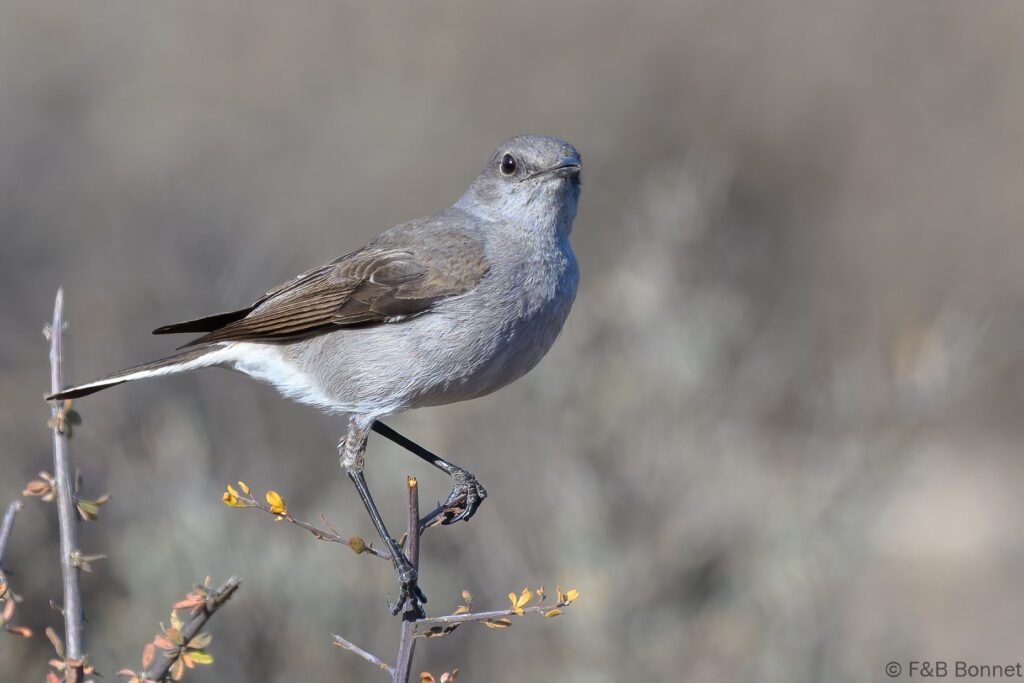 Karoo Chat - South Africa - Karoo NP - 2025