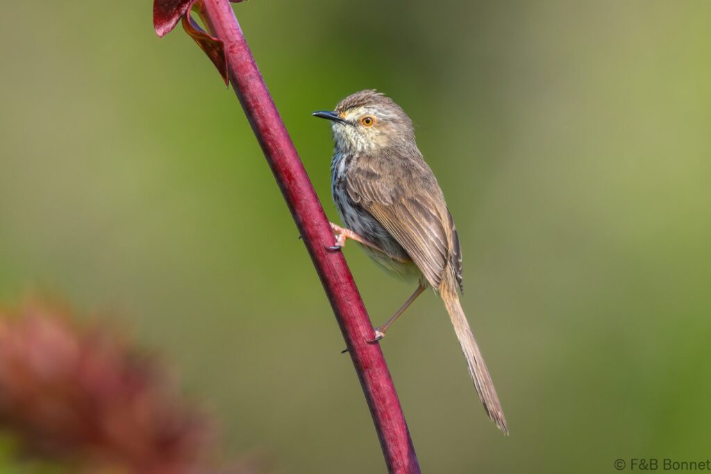 Karoo Prinia South Africa 6.jpg