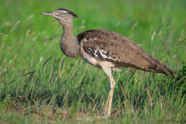 Kori Bustard - South Africa - Kruger NP - 2025