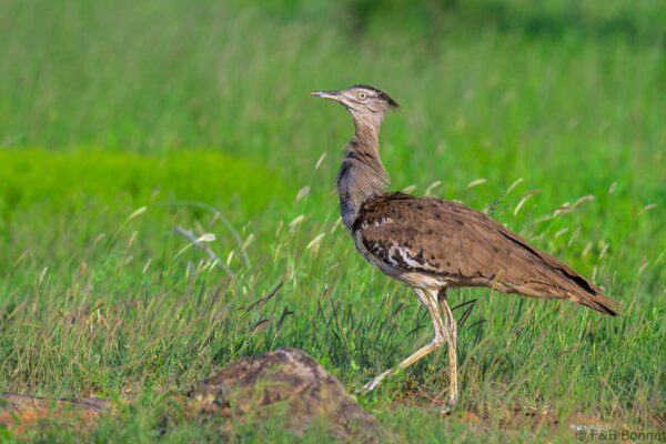 Kori Bustard - South Africa - Kruger NP - 2025