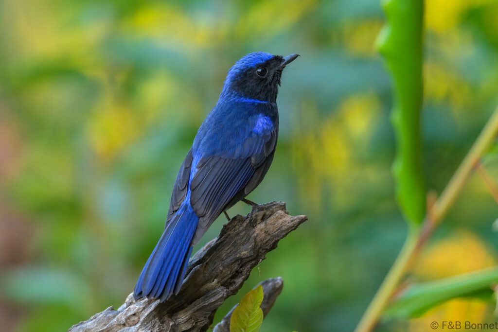 Large Niltava ♂ China - Yunnan - 2025