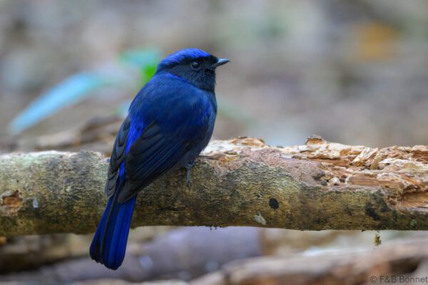 Large Niltava - Vietnam - Da Lat - 2026