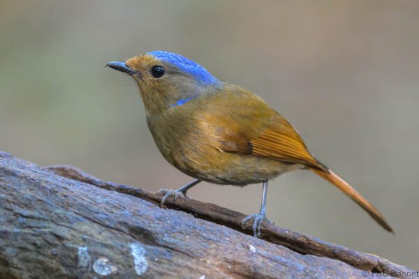 Large Niltava - Vietnam - Da Lat - 2026