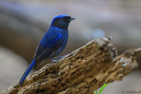 Large Niltava - Vietnam - Da Lat - 2026