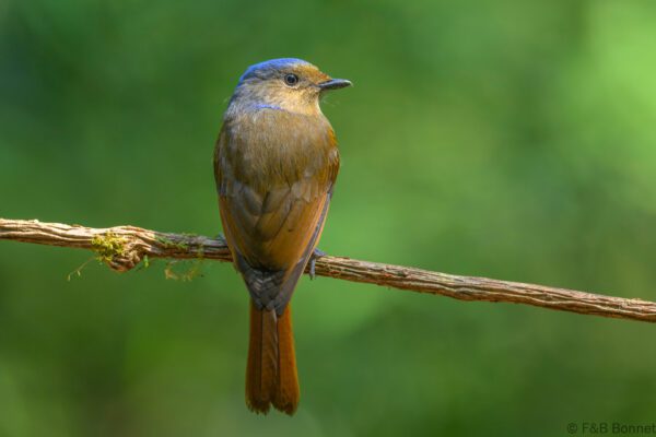 Large Niltava - Vietnam - Da Lat - 2026