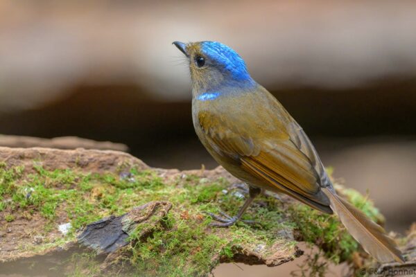 Large Niltava - Vietnam - Da Lat - 2026