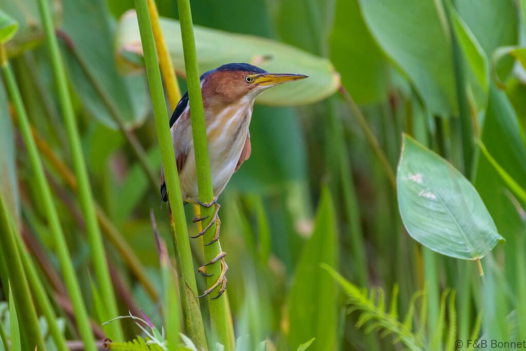 Avetorillo americano - Costa Rica - Caño negro - 2021