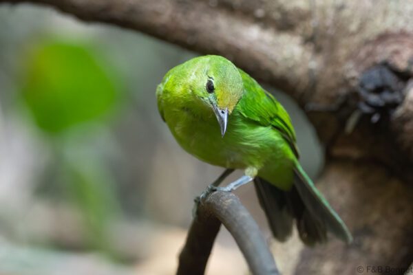 Lesser Green Leafbird ♀ - Thailand - Krung Ching - 2026