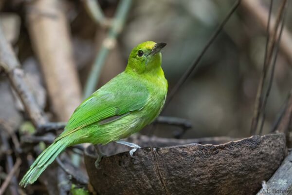 Lesser Green Leafbird ♀ - Thailand - Krung Ching - 2026