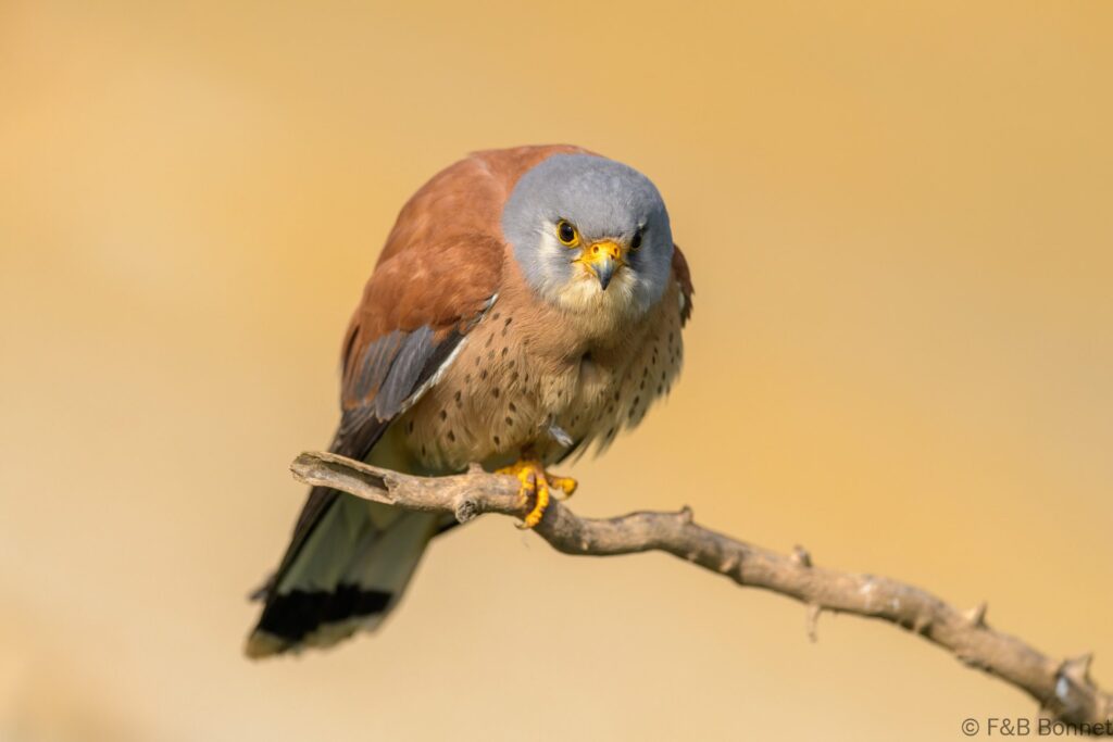 Cernícalo primilla ♂ - España - Castilla La Mancha - 2024