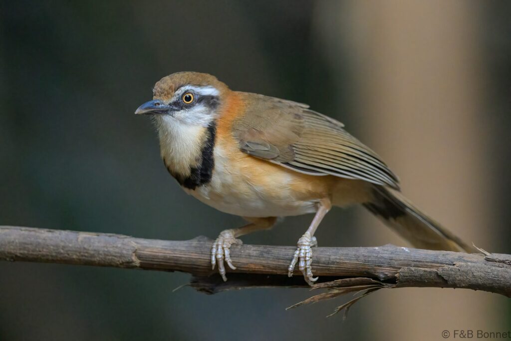 Lesser Necklaced Laughingthrush - Thailand - Kaeng Krachan - 2025
