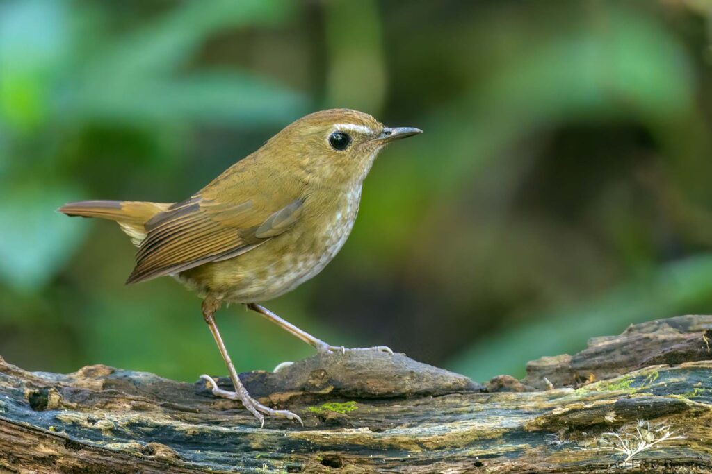Lesser Shortwing - Thailand - Doi Inthanon - 2024