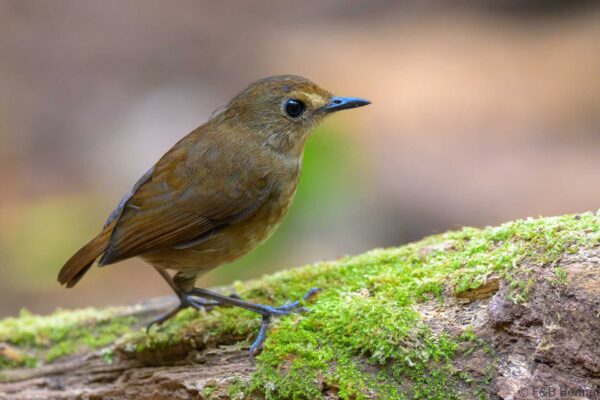 Lesser Shortwing - Vietnam - Da Lat - 2026