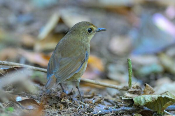Lesser Shortwing - Vietnam - Da Lat - 2026