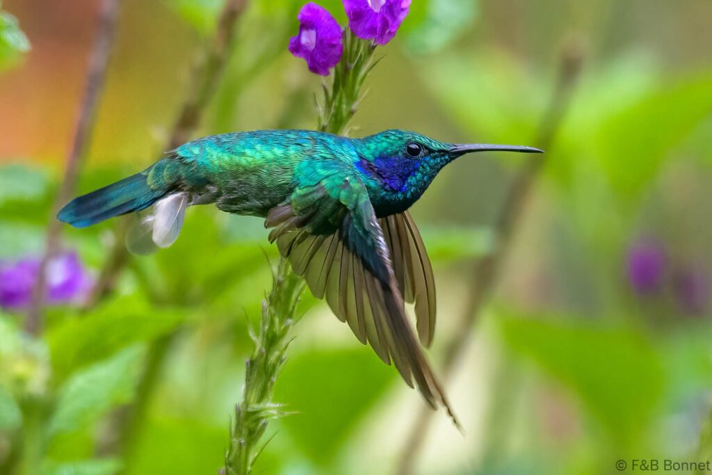 Colibrí oreja violeta menor ♂ - Costa Rica - Los Quelitales - 2021