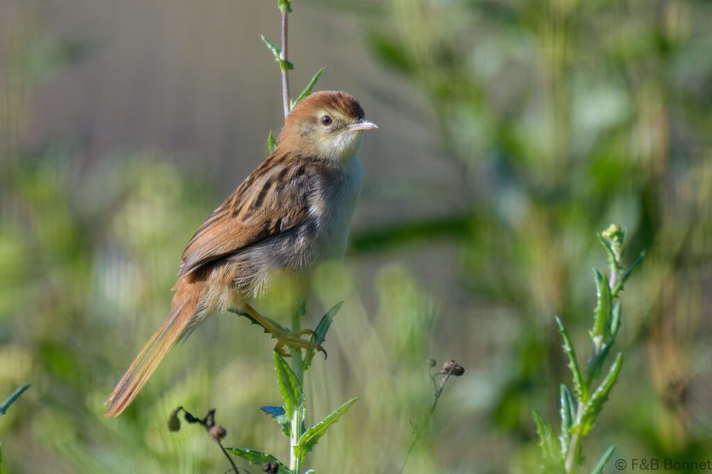 Levaillant's Cisticola - South Africa - Knysna - 2022