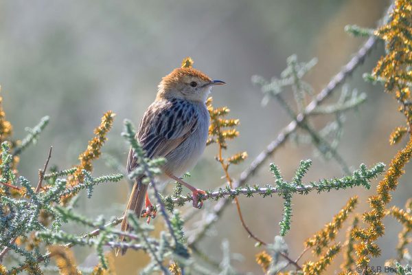 Levaillant's Cisticola - Zimbabwe - Troutbeck - 2026