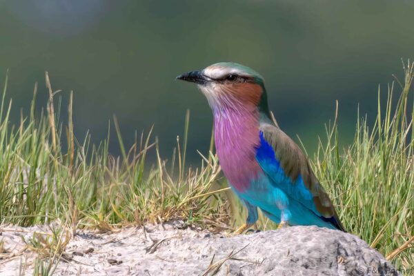 Lilac-breasted Roller - Botswana- Moremi NP - 2019