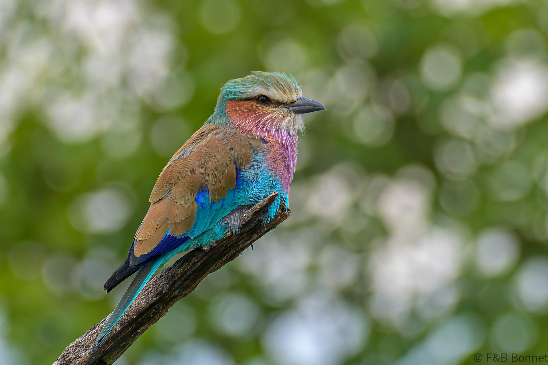 Lilac-breasted Roller - South Africa - Kruger NP - 2022