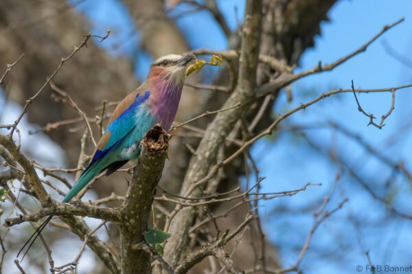 Lilac-breasted Roller - South Africa - Kruger NP - 2022