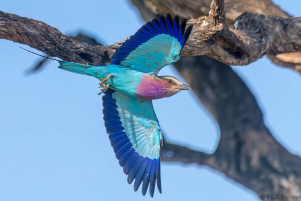 Lilac-breasted Roller - South Africa - Kruger NP - 2022