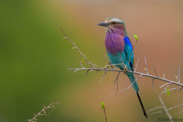 Lilac-breasted Roller - South Africa - Mapungubwe NP - 2025
