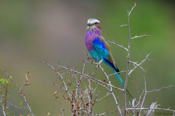 Lilac-breasted Roller - South Africa - Mapungubwe NP - 2025